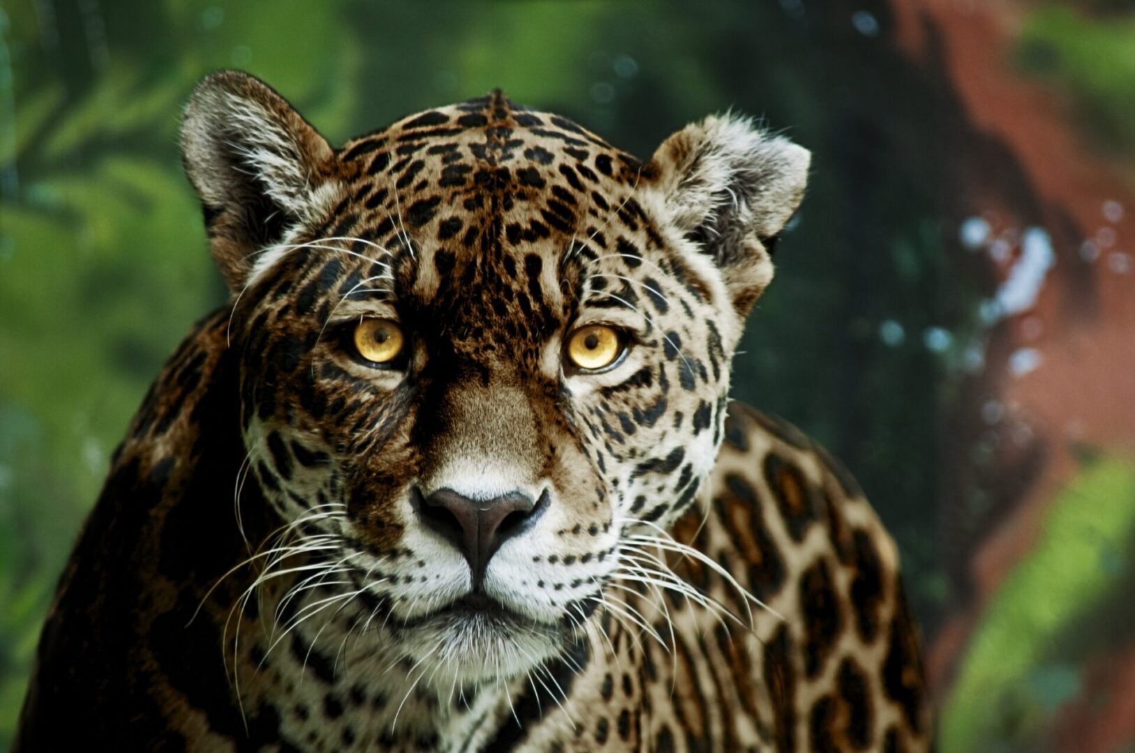 wild jaguar calling illustrating jaguar archetype power animal