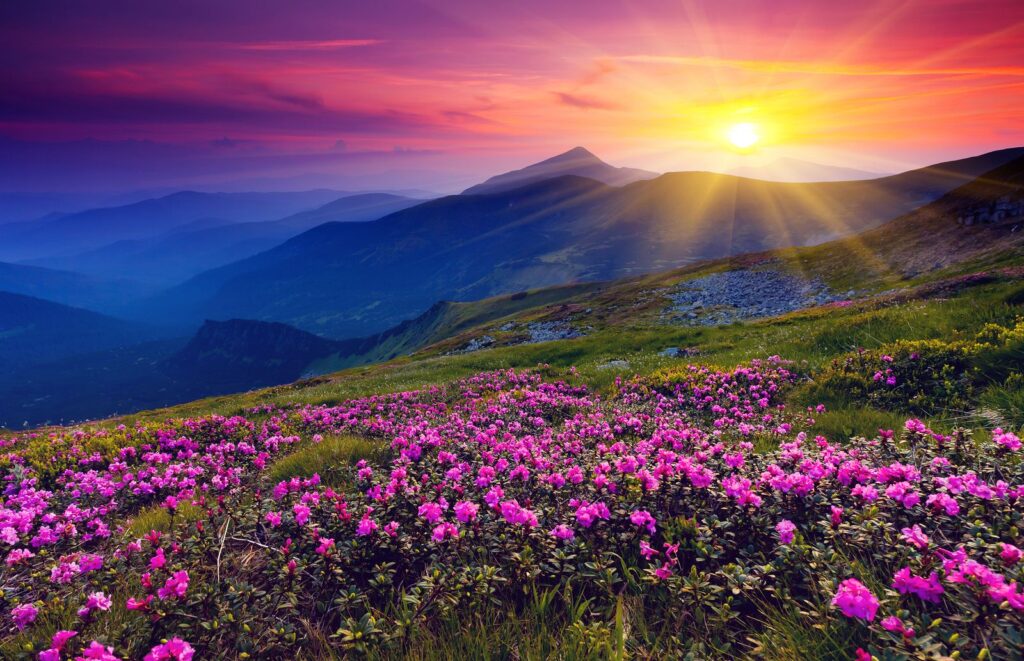 treating a spiritual illness with nature image of mountain flowers sunrise