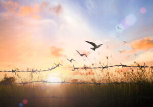 Bird flying and barbed wire over autumn sunset A flock of birds flying over a field.